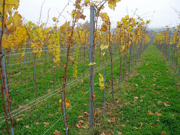 Redni stupovi za vinograde i voćnjake