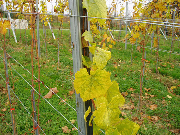 Redni stupovi za vinograde i voćnjake