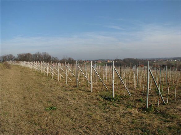 Redni stupovi za vinograde i voćnjake